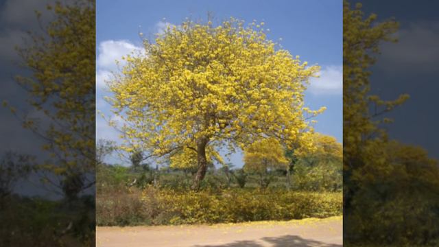 Gilberto Torres Navidad MIX - Luifer-Dj смотреть онлайн