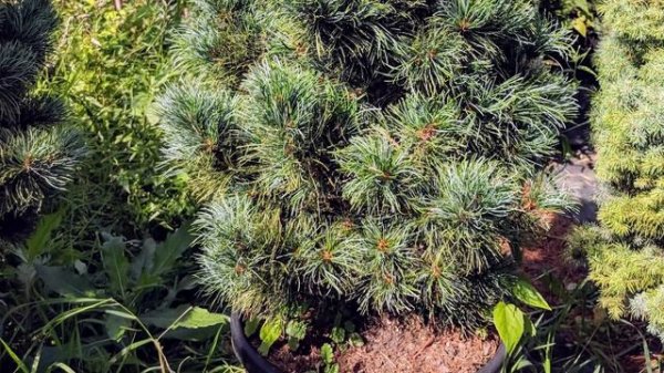 Сосна мелкоцветковая "Бергман"  Pinus parviflora "Bergman"