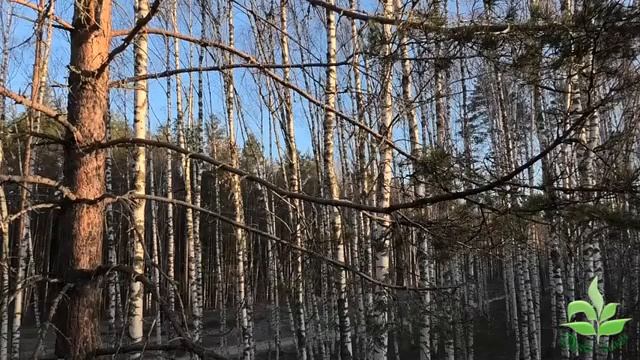 Пение птиц в лесу.Чистые звуки природы. смотреть онлайн