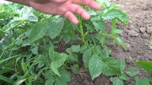 Выращивание картофеля из семян результат.