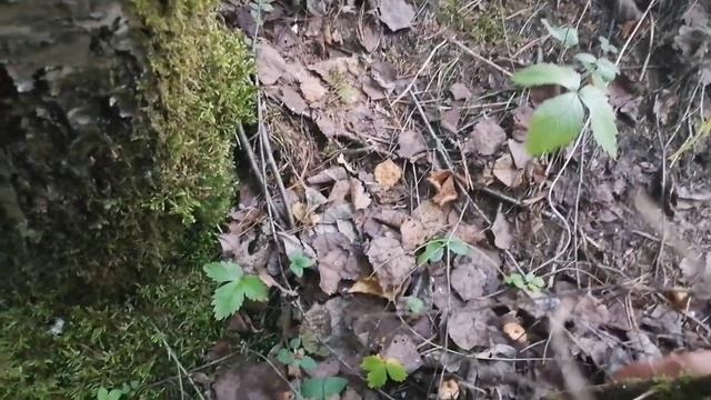 За груздями... смотреть онлайн