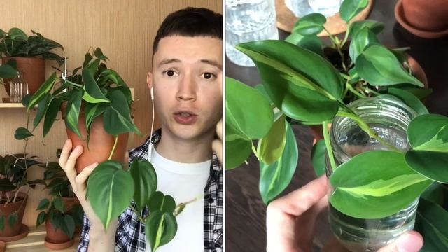 ТОП 5 Неприхотливых Комнатных Растений » Реальные Примеры смотреть онлайн
