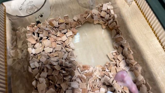 Королевская змея трапезничает. Красивые кадры. Икс-Чель охотится после линьки...