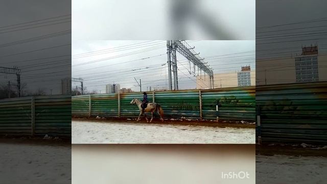 Орловский рысак, продажа. смотреть онлайн