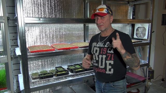 Продолжаем эксперимент. Микрозелень подсолнечника и пшеницы. смотреть онлайн