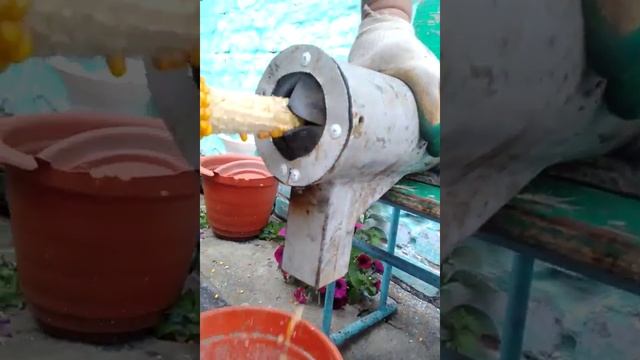 чем шелушить кукурузу. смотреть онлайн