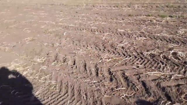 Собираем картошку на фермерском поле.Картофель гигант смотреть онлайн