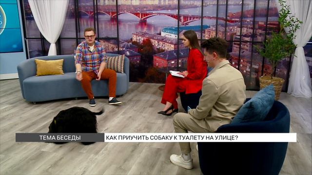 Как приучить собаку к туалету на улице? смотреть онлайн