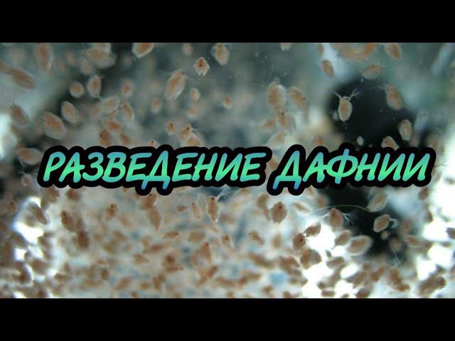 РАССКАЗЫВАЮ КАК Я РАЗВОЖУ ДАФНИЮ смотреть онлайн