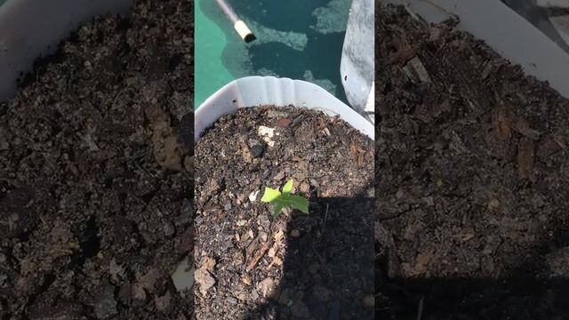 Update slow grow смотреть онлайн