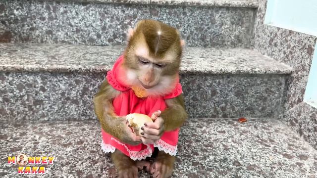 Smart monkey! Kaka took the money to buy bread for breakfast смотреть онлайн