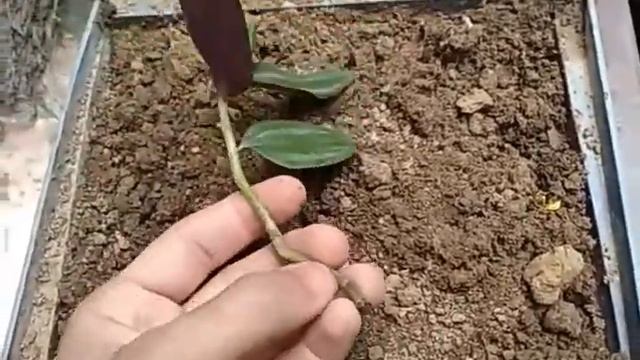 The secret of growing wandering Jew plant from cutting/ Zebrina pendula смотреть онлайн