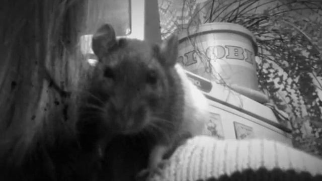 Память о Варе! (Под мою песню) смотреть онлайн