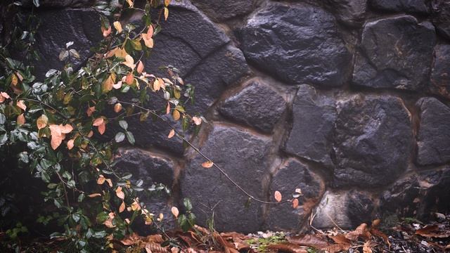 수면을 돕는 편안한 빗소리가 들립니다 | Rain Sounds For Sleeping Cozy Rain | 10hours