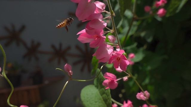 Sony RX100 Vii HFR - BEES (Cinematic HDR) смотреть онлайн