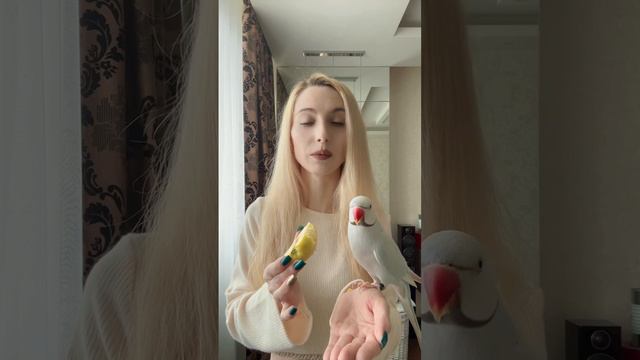 Как обманывают продавцы при продаже попугаев 🦜 смотреть онлайн