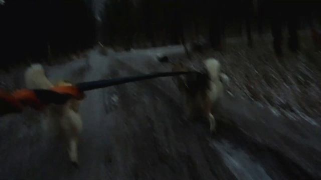 Утренняя пробежка с собаками смотреть онлайн