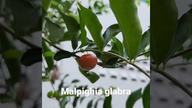 Malpighia glabra смотреть онлайн