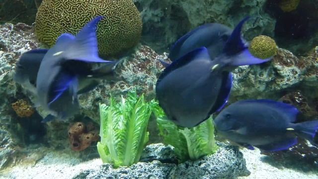 Fish Eat Salad ?Рыбки едят салат ?