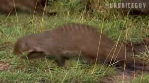 Бородавочник и мангусты