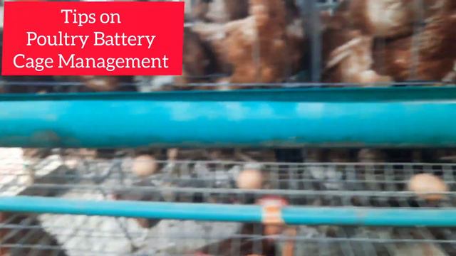 Poultry Battery Cage Management : Tips To Ensure The Cages Lasts For A Longer Period of Time смотреть онлайн