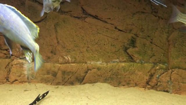 Tyrannochromis Nigriventer Matema - PISCES