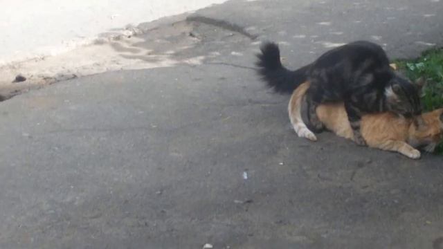 Порнуха у кошек часть 2