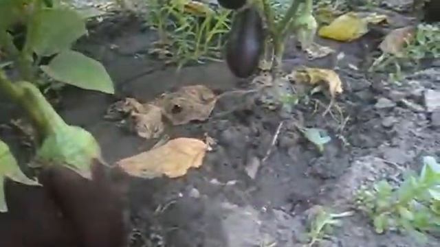 Баклажаны УНИВЕРСАЛ смотреть онлайн