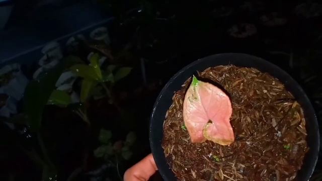syngonium pink perfection смотреть онлайн