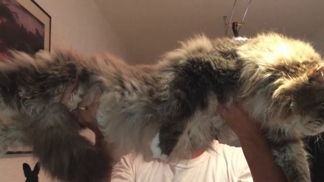 THE SWEETEST BIG BIG MAINE COON - Die süsseste Riesen Maine Coons - Μεγαλεs Γατεs смотреть онлайн