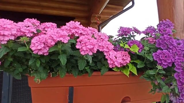 Красивые цветы для террасы . смотреть онлайн