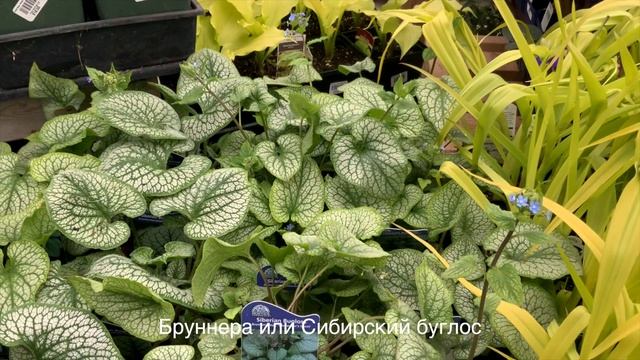 Какие Цветы Посадить В Тени. 25 Цветущих Многолетников. смотреть онлайн