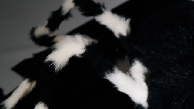 Огромные пауки на Хэллоуин / Обзор смотреть онлайн