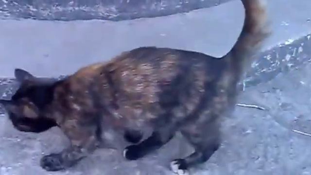 Домашние животные/!Забавные животные! Кошка играет с насекомым! смотреть онлайн