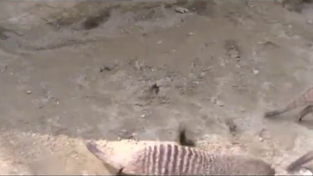 Zebramanguste/ Banded Mongoose (english sub) смотреть онлайн