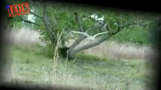 Дружба кота и совы. смотреть онлайн