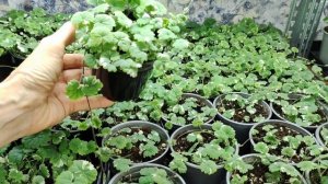 Обязательно посадите.Супер ампельное растение затмит своей красотой.Будра вариегатная. Зимний уход.