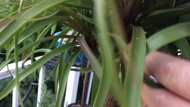 Ponytail Palm Bonsai Tree - (Beaucarnea Recurvata) смотреть онлайн