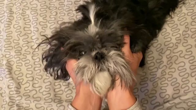 VLOG DOG#1. Один день из жизни собаки Ши-тцу смотреть онлайн