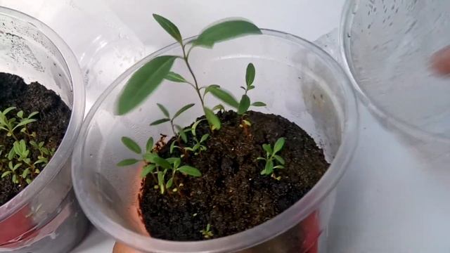 Радужный Эвкалипт!Eucalyptus deglupta смотреть онлайн