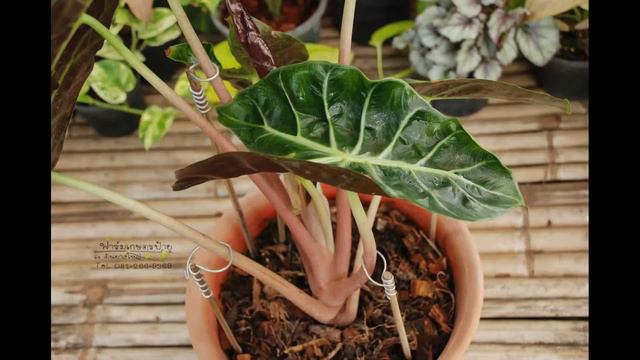 ฟักไข่ พิงค์ ดรากอน | Alocasia Pink Dragon смотреть онлайн