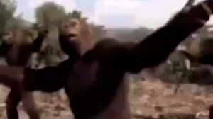 Обезьяны танцуют целый час