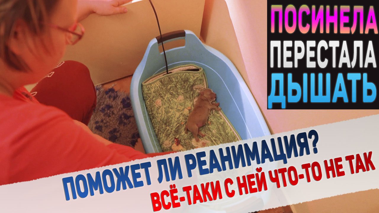 Самому маленькому щенку резко стало плохо... Остановка дыхания! смотреть онлайн