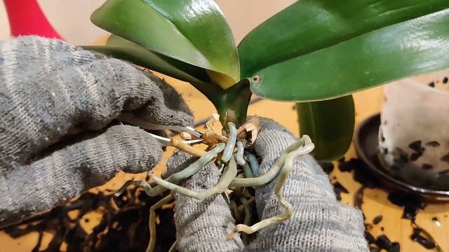 РЕАНИМАЦИЯ Орхидей с ГНИЛЫМИ КОРНЯМИ. Пересадка орхидей смотреть онлайн