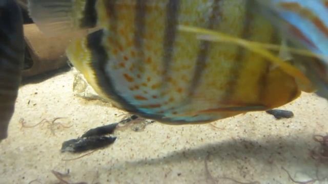 Brochis Splendens (Emerald Corydoras) Eating Live Blackworms смотреть онлайн