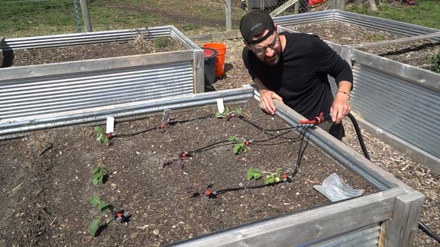 Top 5 RAISED BED IRRIGATION tips + Product Giveaway! смотреть онлайн