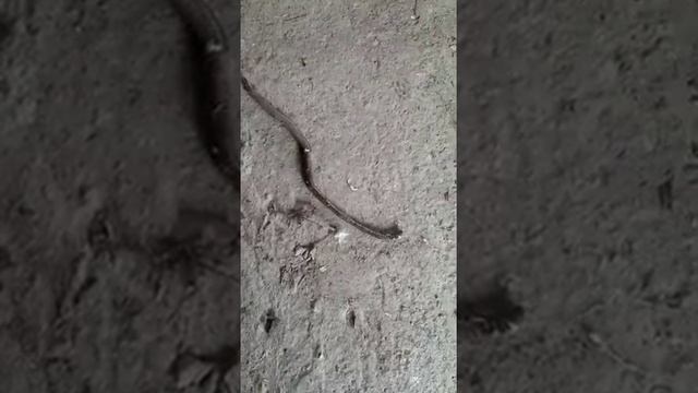 О БОЖЕ!!!! ЭТО ЧУДО!!!! МАЛЕНЬКИЙ ПИТОН!!!!! смотреть онлайн
