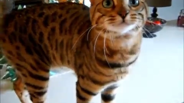 Говорящий бенгальский кот # Bengal Cat Boo Talking loudly смотреть онлайн
