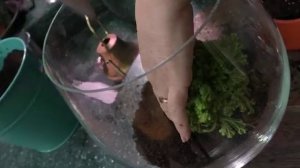 СЕЛАГИНЕЛЛА ВО ФЛОРАРИУМЕ