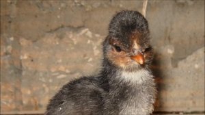 Разведение Русской Хохлатой породы кур как бизнес идея | Птицеводство | Русская Хохлатая курица